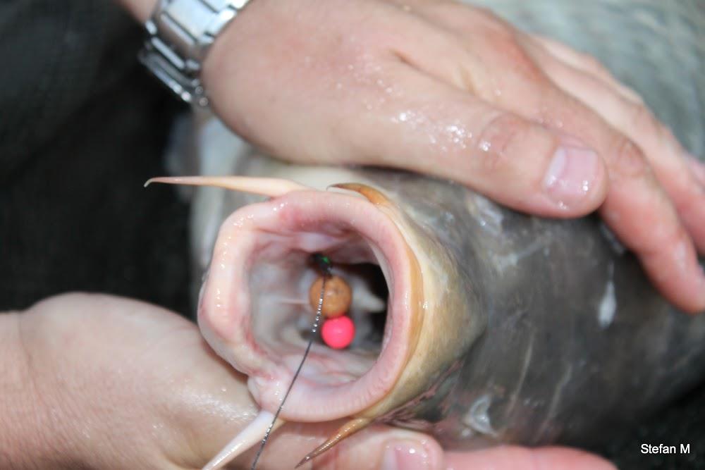 Nice Carp :) - img4853.JPG